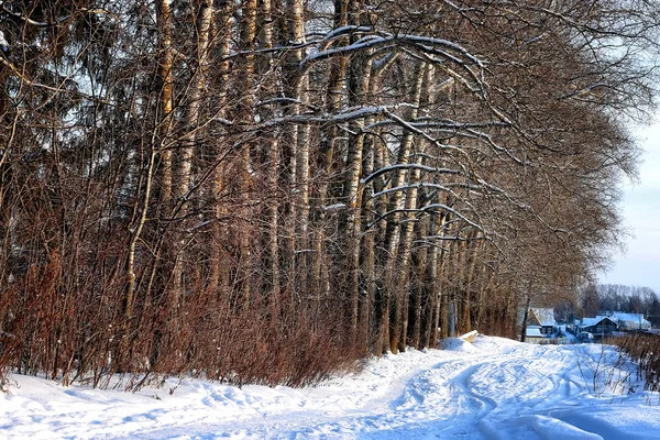 Зимняя дорожная аллея — стоковое фото