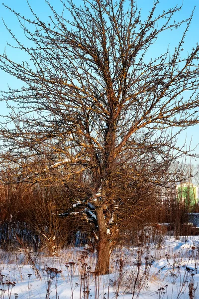 树在野外冬天 — 图库照片