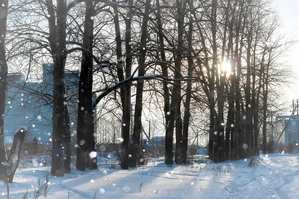 Lanscape vicolo albero inverno — Foto Stock