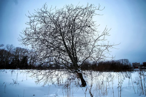 Zimowe pola samotne drzewo — Zdjęcie stockowe