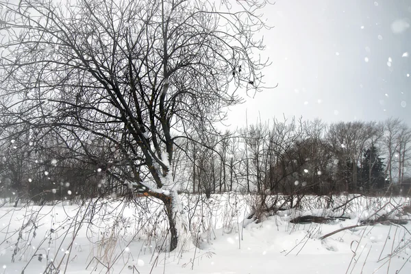 冬雪乡土孤树 — 图库照片