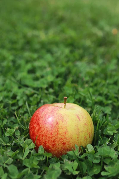 Frischer Apfel auf Gras — Stockfoto