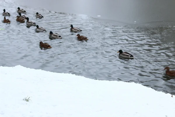Parc d'hiver étang de canard — Photo