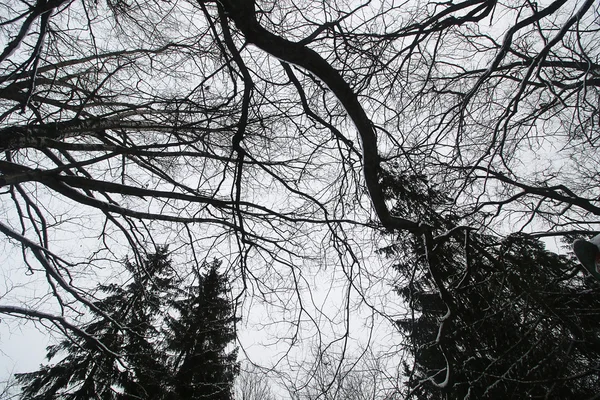 Bäume Äste gegen den Himmel — Stockfoto