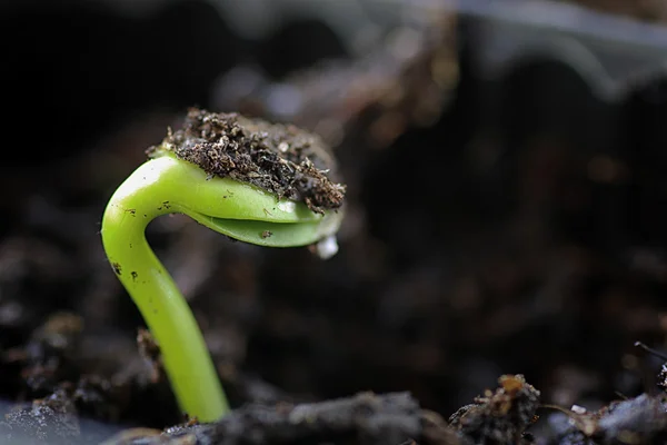 Kleine Sprossen aus Samen — Stockfoto