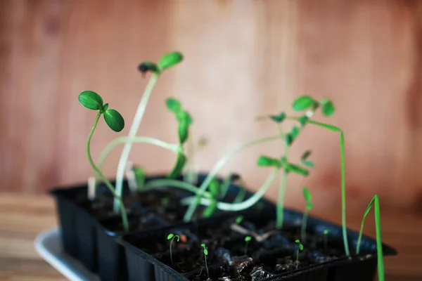 Transplantation de roses en pot — Photo