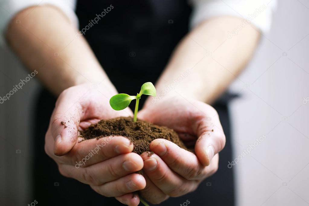 gardener hand sprout in palms