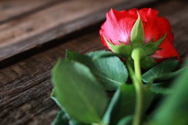 Gül bud kök ahşap eski