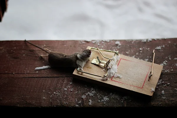 caught mouse in live trap - a Royalty Free Stock Photo from Photocase