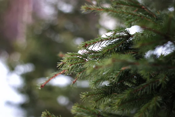 冬の木の枝 — ストック写真