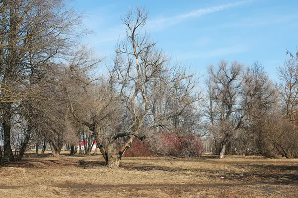 Primavera parque de árvores nuas — Fotografia de Stock