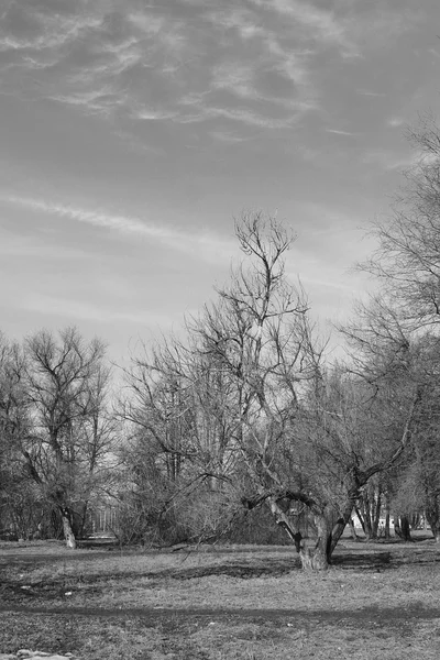 Kale bomen van het park van monochroom landschap-lente — Stockfoto