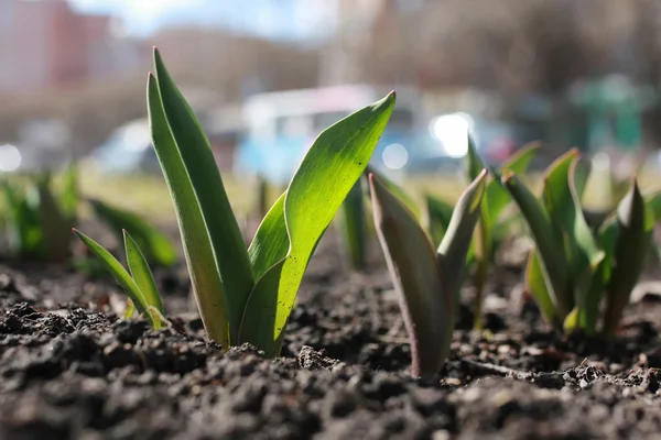 Germinar tulipanes en el macizo de flores —  Fotos de Stock