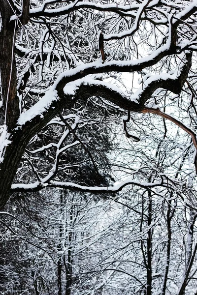 Kahle Äste im Winter — Stockfoto