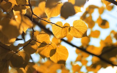 Sonbahar sarı yaprak arka ışık