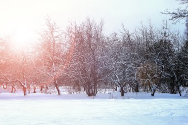 Güneşin doğuşu kış parkı ağaçları