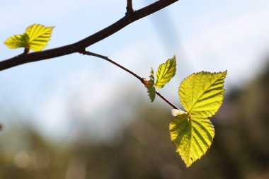 taze bahar yaprakları bir ağaç üzerinde