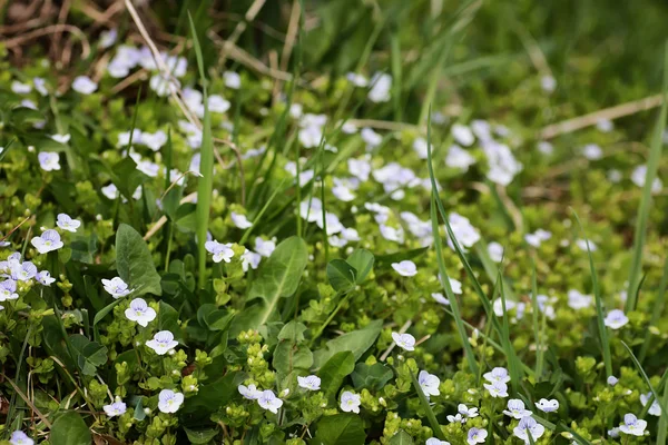 Fleur sauvage de printemps dans un champ — Photo