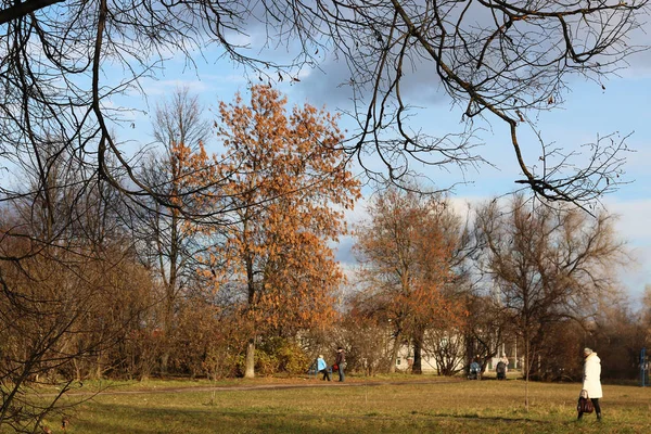 Голые деревья осеннего парка — стоковое фото
