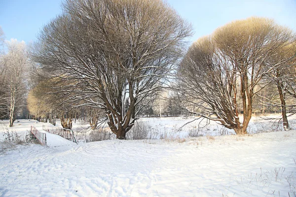 Vinter snö park skog — Stockfoto