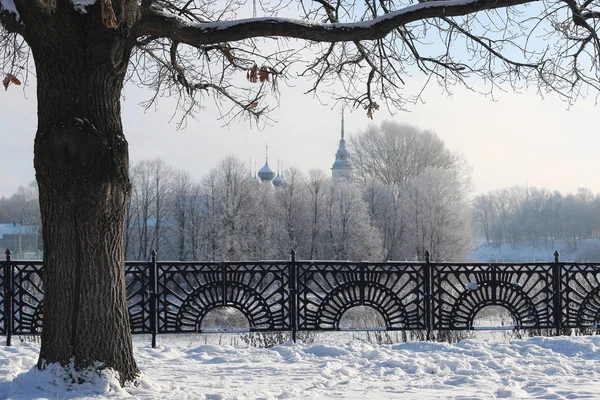 Winter tree fence dome — Stock Photo, Image