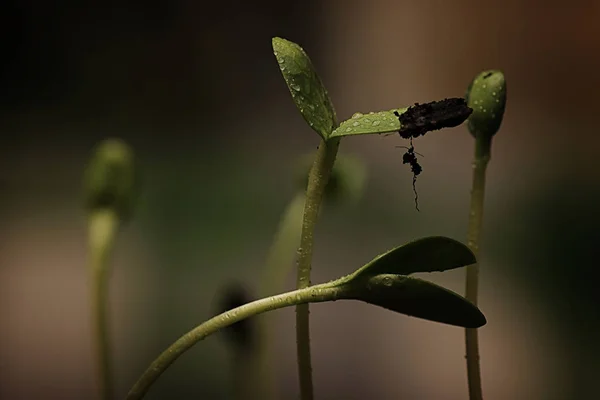 Kleine Sprossen aus Samen — Stockfoto