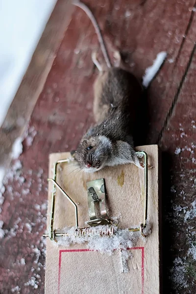 ネズミがネズミのように — ストック写真