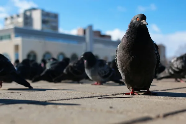 Doves on the background of the city — Stock Photo, Image