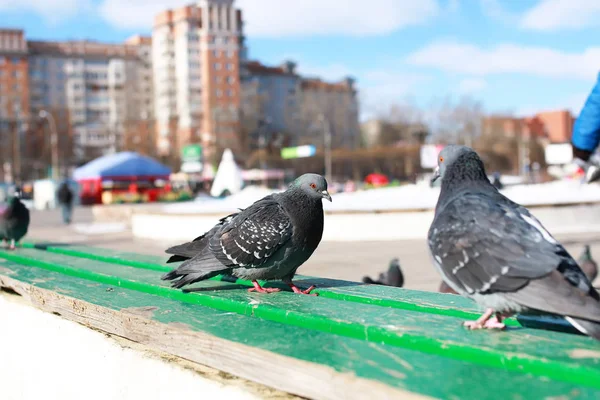 Şehrin arka planında güvercinler — Stok fotoğraf