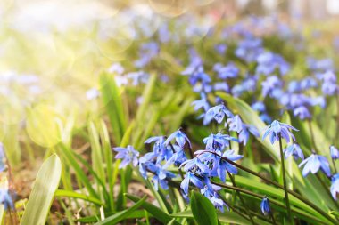güneş ışığı ve ışınları mavi ilk çiçek bahar