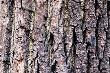 arka plan ağaç doku