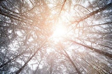 ağaç gökyüzü dalı orman kışın