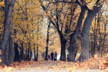 Park manzarası yalnız ağaç