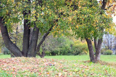Park manzarası yalnız ağaç