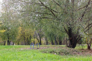 Park manzarası yalnız ağaç