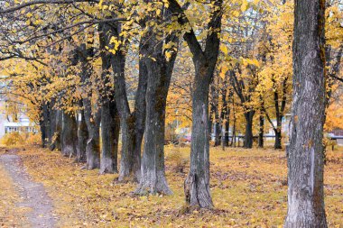 Park manzarası yalnız ağaç