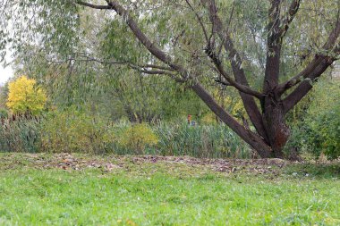 Park manzarası yalnız ağaç