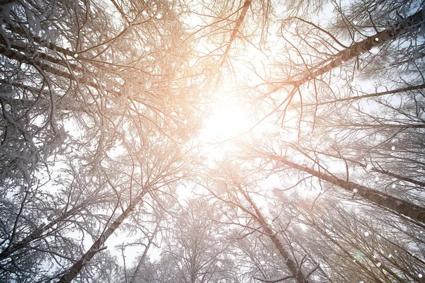 ağaç gökyüzü dalı orman kışın