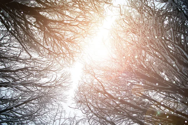 Sky vertakking van de beslissingsstructuur in het bos-winter — Stockfoto