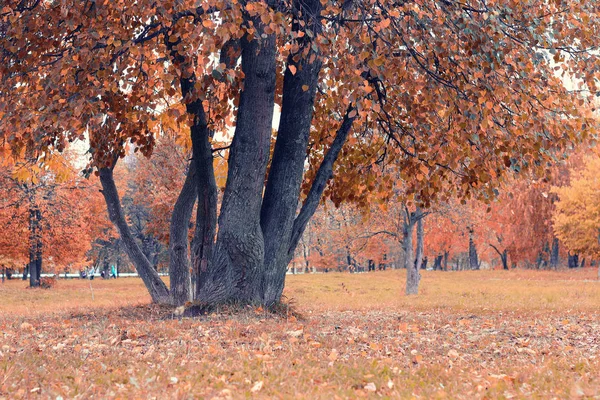 Parco paesaggio albero solitario — Foto Stock