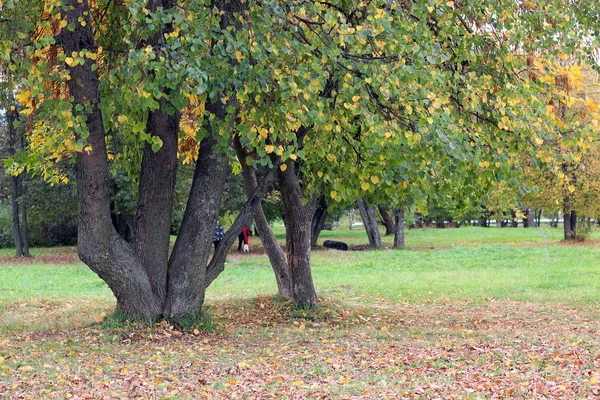 Parklandschaft einsamer Baum — Stockfoto