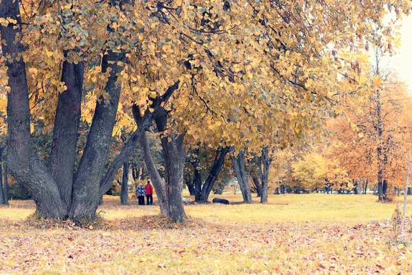 Parklandschaft einsamer Baum — Stockfoto