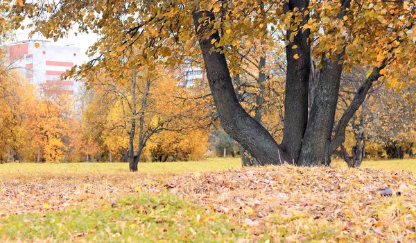 Park manzarası yalnız ağaç