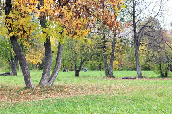 Parque paisaje solitario árbol — Foto de Stock