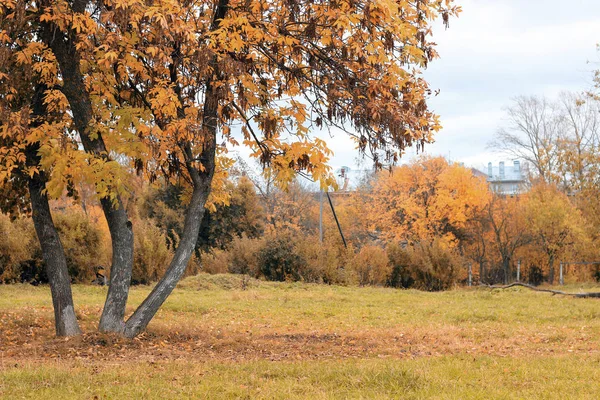 Parque paisagem árvore solitária — Fotografia de Stock