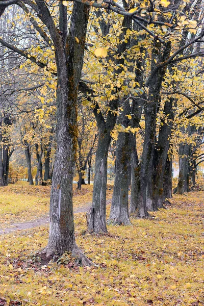 Parco paesaggio albero solitario — Foto Stock