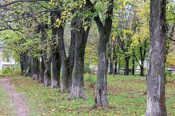 Одинокое дерево парка — стоковое фото