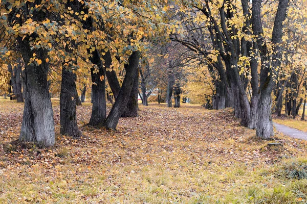 Одинокое дерево парка — стоковое фото