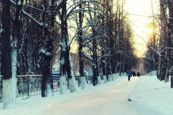 Alleebäume Gehweg Winter — Stockfoto