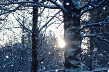 Güneşin buz yaprakları